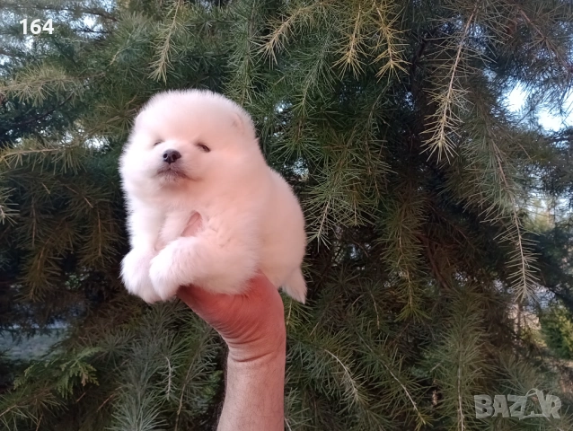 Бели и кремави мъжки кученца Шпиц. , снимка 4 - Померан - 53876191