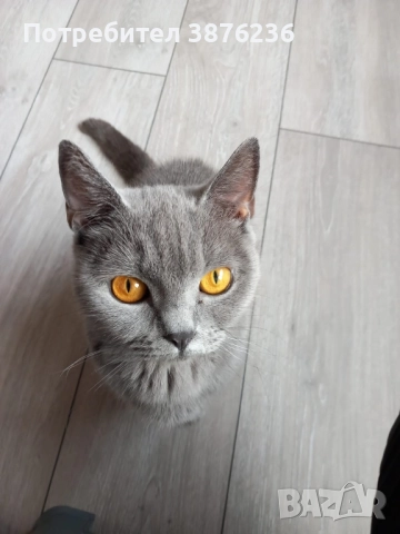 Здравей те продава се британка късокосместа, снимка 2 - Британска късокосместа - 52419570