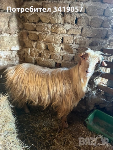 Конче на 11 месеца и бременна коза, снимка 6 - Коне - 53712025