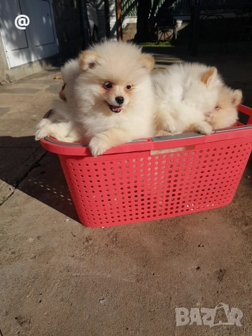 Померан померани Гр. София, снимка 3 - Померан - 53620029