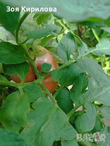 Разсад на домати от Елинпелинският край , снимка 11 - Разсади - 53932572