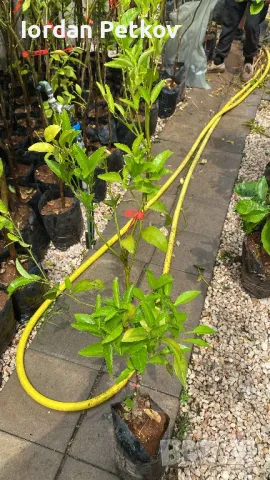 Цитруси Портокал , Мандарина , Лимон, снимка 4 - Стайни растения - 46164092