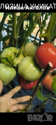 Семена от стари селски сортове домати,краставици и други, снимка 13 - Сортови семена и луковици - 52629365
