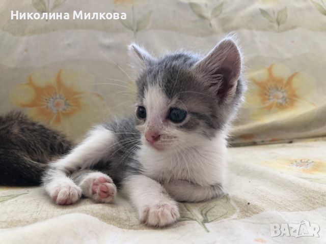 Котенца търсят дом, снимка 3 - Други - 46153264