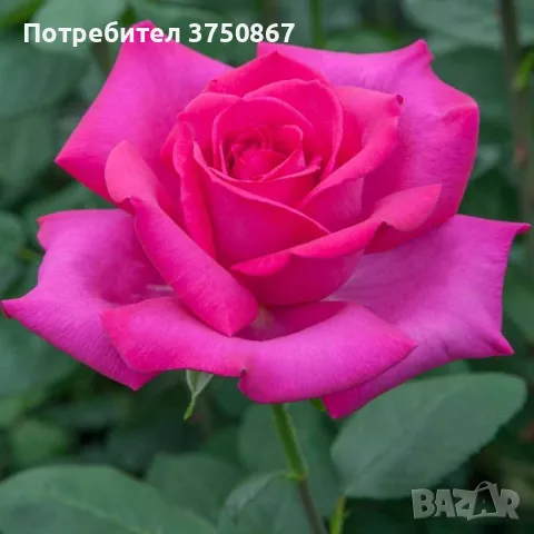 🌹РОЗА 🌹 VELASQUEZ® / Sexy PERFUMELLA® Meimirtylus 🌹, снимка 2 - Градински цветя и растения - 49672735