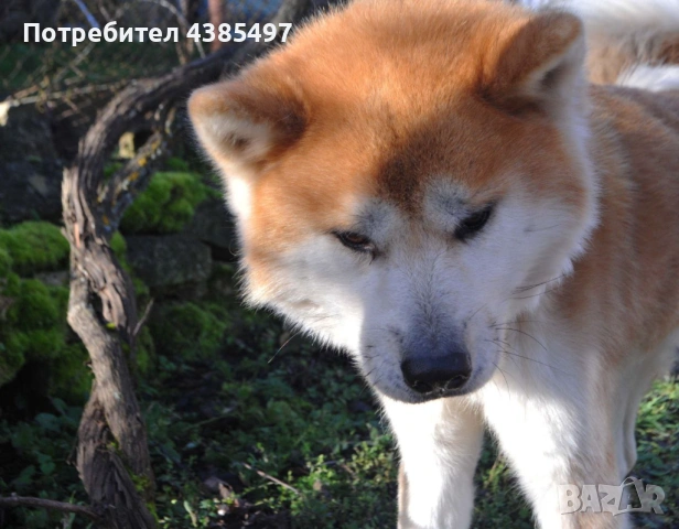 Мъжко Акита ину