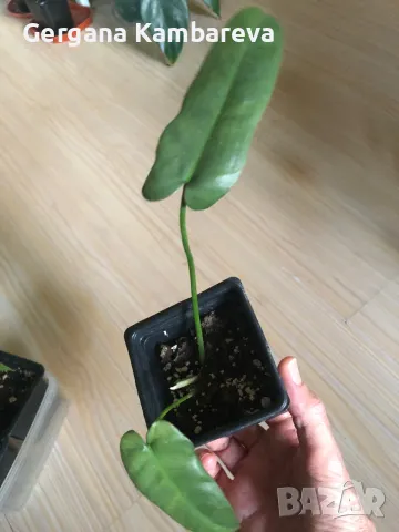 Philodendron Atabapoense , снимка 3 - Стайни растения - 47012371