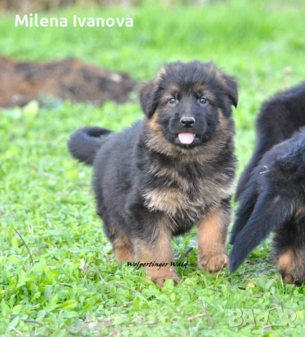 Легитимен развъдник разполага с кученца с дълъг косъм , снимка 4 - Немска овчарка - 52635144