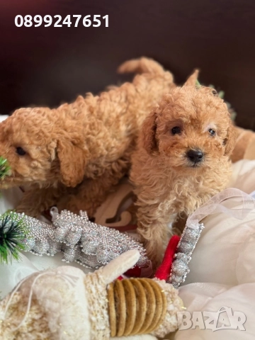 Пудел той , снимка 2 - Пудели - 52853111