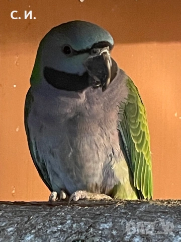 Китайски александри , снимка 2 - Папагали - 53944713