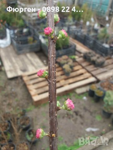 Японска Слива- Prunus triloba Студоустойчива, снимка 3 - Разсади - 45162690