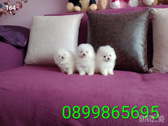 Бели мини Померани. Реални снимки !!! , снимка 3 - Померан - 53808325