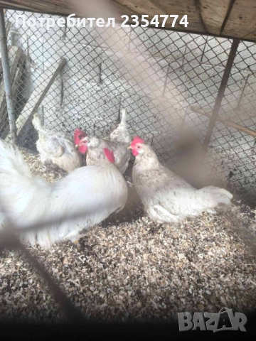 кокошки легхорн продава и яица, снимка 2 - Кокошки и пуйки - 53668848