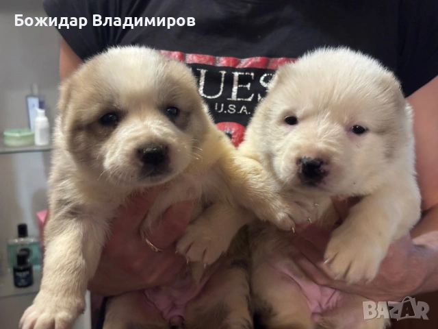 продавам алабайчета, снимка 3 - Алабай - 53250581