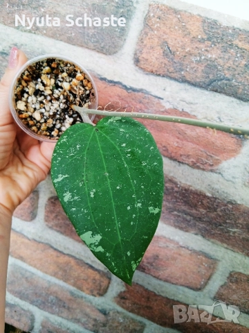 Hoya Glabra Splash , снимка 2 - Стайни растения - 50335021