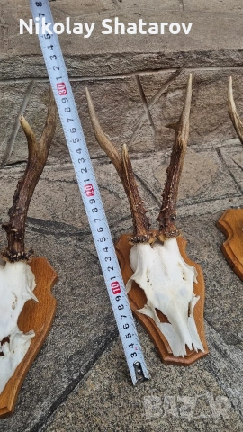 Трофей. Съръндак , снимка 4 - Декорация за дома - 53440688