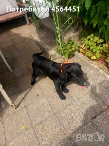 Лабрадор, снимка 1