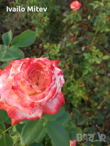 Щамбови рози , снимка 9 - Градински цветя и растения - 53076354