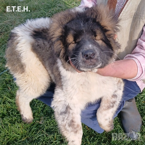 Каракачанка момиче., снимка 2 - Каракачанска овчарка - 53450808