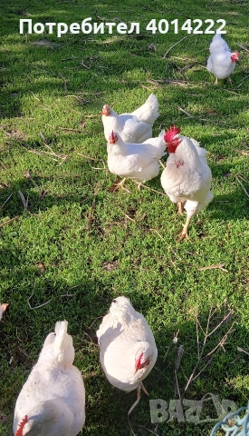 Яйца от Бял плимутрок. 