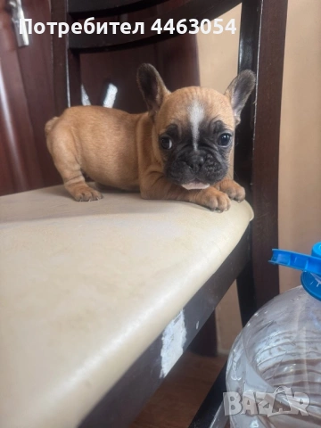 Бебета Френски Булдоци, снимка 11 - Френски булдог - 54174661