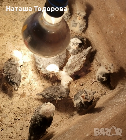 Пилета холандска носачка , снимка 6 - Кокошки и пуйки - 53684301