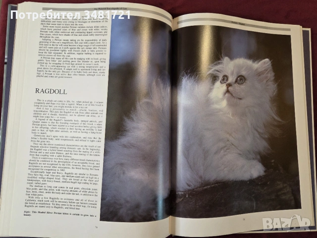 Енциклопедия на котките / The Encyclopedia of Cats, снимка 10 - Енциклопедии, справочници - 53748624