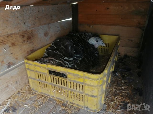 Разплодни яйца от селски пуйки , снимка 4 - Кокошки и пуйки - 45301046
