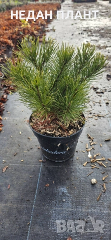Пинус-муго "Пумилио", снимка 2 - Градински цветя и растения - 52774115