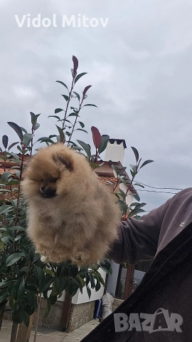 Мини Померан момиче 
