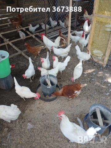 Продават се кокошки легхорн, снимка 1 - Кокошки и пуйки - 45284285