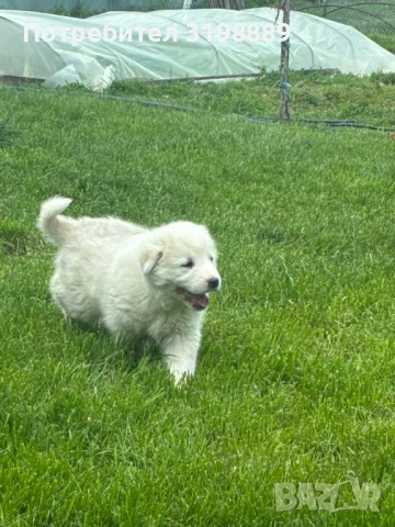 Продавам каракачанки, снимка 2 - Каракачанска овчарка - 54257111