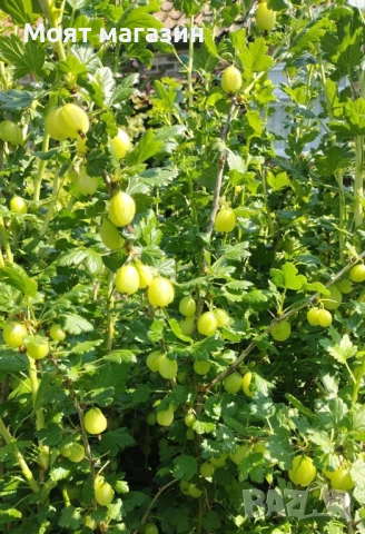 Цариградско Грозде, снимка 8 - Градински цветя и растения - 53650621