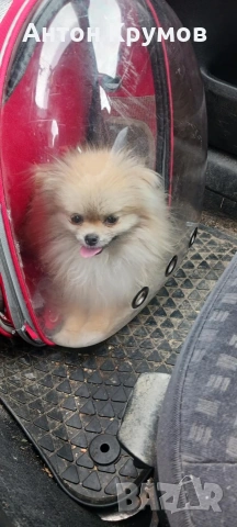 Продавам женски Пекинез на една годинка, снимка 5 - Пекинез - 53009724