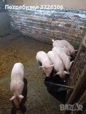 Продавам малки прасета, снимка 5 - Прасета - 52532322