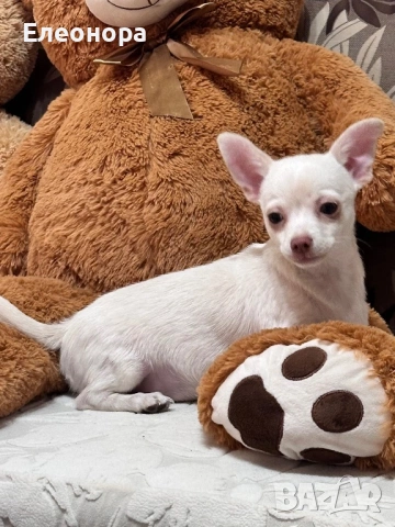 Прекрасно Мъжко Чихуахуа, снимка 3 - Чихуахуа - 53845753