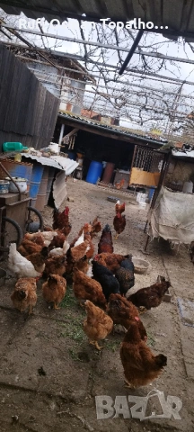 продавам пресни домашни яйца, снимка 6 - Кокошки и пуйки - 53905930