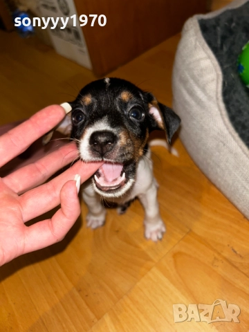 КУЧЕНЦЕ ДЖАК РЪСЕЛ 250ЛВ С ПАСПОРТ И ВАКСИНА 2410251435, снимка 4 - Джак ръсел териер - 52167121