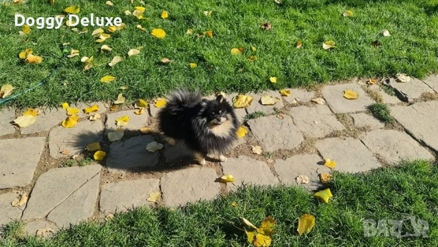 Хотел за кучета Пловдив , снимка 11 - Ветеринари и услуги - 44943030