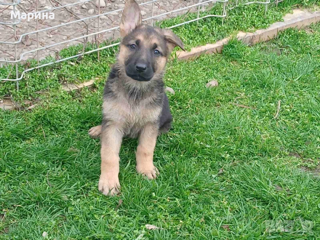 Немски овчарки мъжки и женски