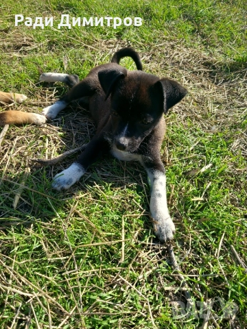 ПОДАРЯВАМ КУЧЕНЦА, снимка 18 - Други - 52297955