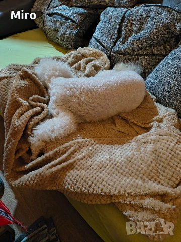 Мъжки среден пудел, снимка 5 - Пудели - 53442211