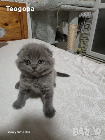 Котета, снимка 5 - Други - 54101284