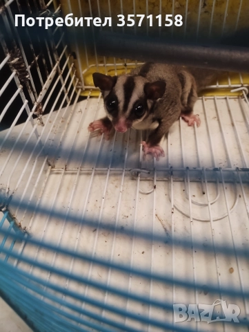 захарна катеричка