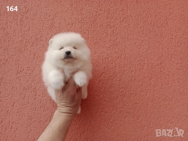 Бели Померани. Различни възрасти!