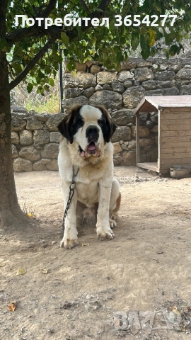 Санбернар за разплод с родословие, снимка 2 - Санбернари - 51746320