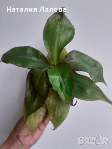 Традесканция, tradescantia zanonia, снимка 4 - Стайни растения - 46776576