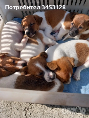 Джак ръсел териер, снимка 2 - Джак ръсел териер - 53864067