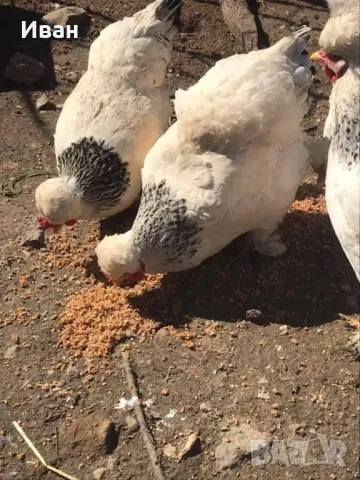 яйца от Струмски кокошки, снимка 4 - Кокошки и пуйки - 49817057