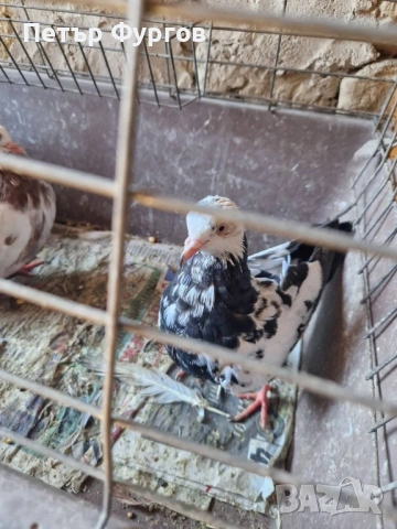 продавам  типлери, снимка 2 - Гълъби - 53440179